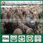 Fresh Dry Wholesale Edibal Mushroom Cultivation China Supplier Shiitake Mushroom Growing Kit