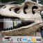 OA3097 Realistic Dinosaur Head Entrance Decoration