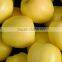 New Crop Chinese Fresh sweet Golden delicious apple with good quality                        
                                                Quality Choice