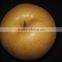 Hot sale fengshui pear/xingao pear/Ya pear