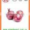 Bulk Best quality fresh products onion
