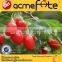 HACCP & ISO hot sell and top quality new harvest Ningxia dried goji berry in China