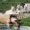 Wire Mesh Fence/cattle,Horse,Sheep,Chicken Grassland Fence/pig Farming Equipmen
