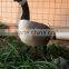 wholesale canada goose decoy for hunting, garden decorative goose mold,snow goose.floating decoys.