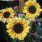 high quality best sell import china silk flowers artificial Sunflower wholesale manufacturer in China