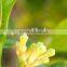 natural clove essence oil in bulk private label offered 180kg