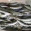 Frozen horse mackerel for sale
