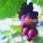 Health Food Supplement pure nature bilberry extract Anthocyanidins Acai Powder Bulk