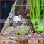 home indoor decoration Geometric clear glass plant terrarium