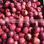 2016 New crop New season Huaniu apple Fresh apple China Gansu Tianshui Huaniu apple