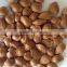 Supply roasted and raw apricot kernels in sheel for sale