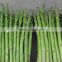 Canned green asparagus spears normal lid