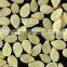 Sesame - Sortex