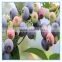 Frozen IQF natural blueberry with low price