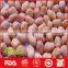 Blanched peanut kernel manufacturer from China