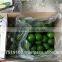 High quality fresh seedless lime lemon from Vietnam