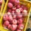 Year 2015 china fresh apple exporter