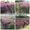 Small Medium Big Size Multicolor Blooming Bougainvillea Spectabilis Willd of Decorative Ornamental Outdoor Indoor Bonsai Plants