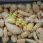 potato brush peeler/industrial potato peeling machine