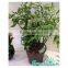 2016 hot sale Self-Watering System plastic planter pots,garden flower pot,interior decor planter