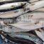 Frozen Pacificus Mackerel