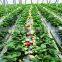 Professional top quality industrial film greenhouse for sale