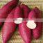 High quality fresh sweet potato from Vietnam