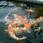 Aquaculture Fish/ Shrimp Pond Denitration Product