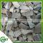 Iqf Frozen Oyster Mushroom 2*2 Cuts Hot Sale