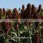 hybrid sorghum seeds for animal feed