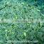 China high quality BQF Frozen spinach block