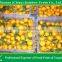 2015 china fresh baby mandarin orange from Nanfeng Jiangxi area