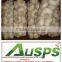 Wholesale natural fresh white garlic with nice service