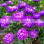 Sale good quality Aster seeds Callistephus chinensis flowers Seeds For planting