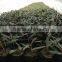 olive tree seedling