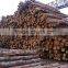 Timber Log / Sawlogs / Wood round logs / LARCH/BIRCH/SPRUCE/PINE READY FOR EXPORT FROM FAR EAST RUSSIAN PORTS