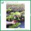 Indoor and Outdoor Ornamental Zamia Furfuracea Ait Plants