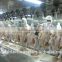 2000bph Standard Poultry Slaughtering Equipment