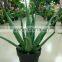 SJ30048946 Plastic asparagus plant/ artificial cactus plant for landscaping