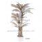 bonsai plant ficus tree indoor GNW G41