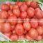 2016 Fresh Tomato/farm fresh tomatoes for sale