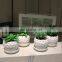 Modern plastic Green Grass Prickly pear Cactus mini faux potted artificial succulent plants artificial with ceramic pot