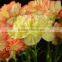 New manufacture carnation flower as gift