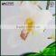 Orchids Plants Cymbidium