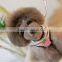 lovely pet/dog harnesses, small dog harnesses, strawberry dog harnesses with matching leashes