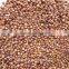 glutinous sweet red Sorghum with high starch