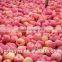 Hot selling Yunnan Zhaotong Fresh Apple Red Star Apple