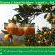 2015 china fresh baby mandarin orange from Nanfeng Jiangxi area