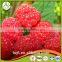 Golden Supplier of Top Quality Frozen Raspberry From China Processor