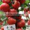 International Class Top Quality Super High Yield Hybrid F1 Big Pink Tomato Seeds For Growing-Dong Yue